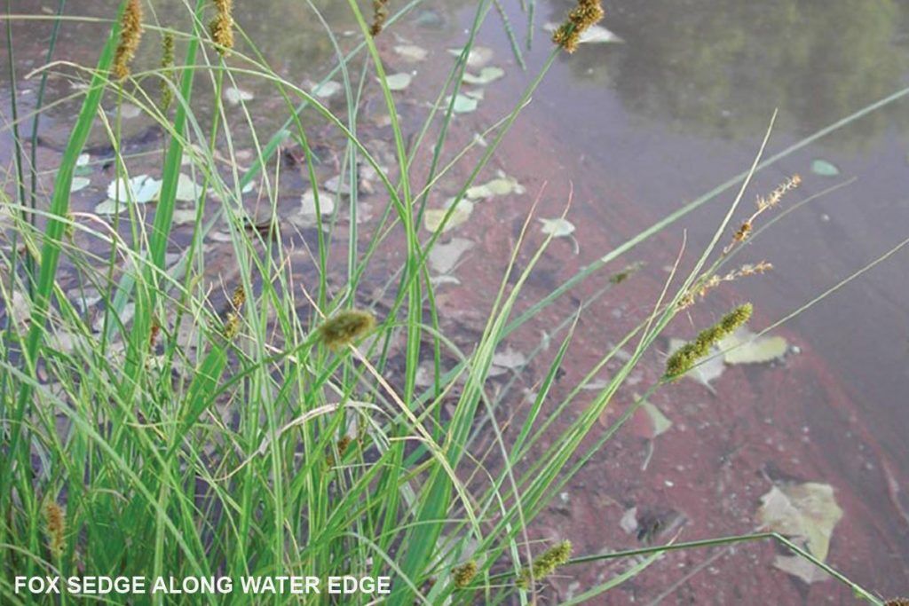 Grass & Sedge Comparison Chart | Johnson's Nursery | KB