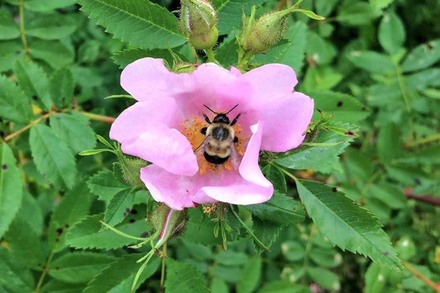 The Rose Comparison Chart is a list of common shrub roses grown at Johnson’s Nursery. Roses are versatile, smaller, ornamental shrubs used in landscap…