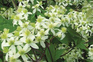 Virgin's Bower is a Wisconsin native vine that naturally occurs along rivers in moist, low woodland areas. It's a wonderful, versatile addition to a n…