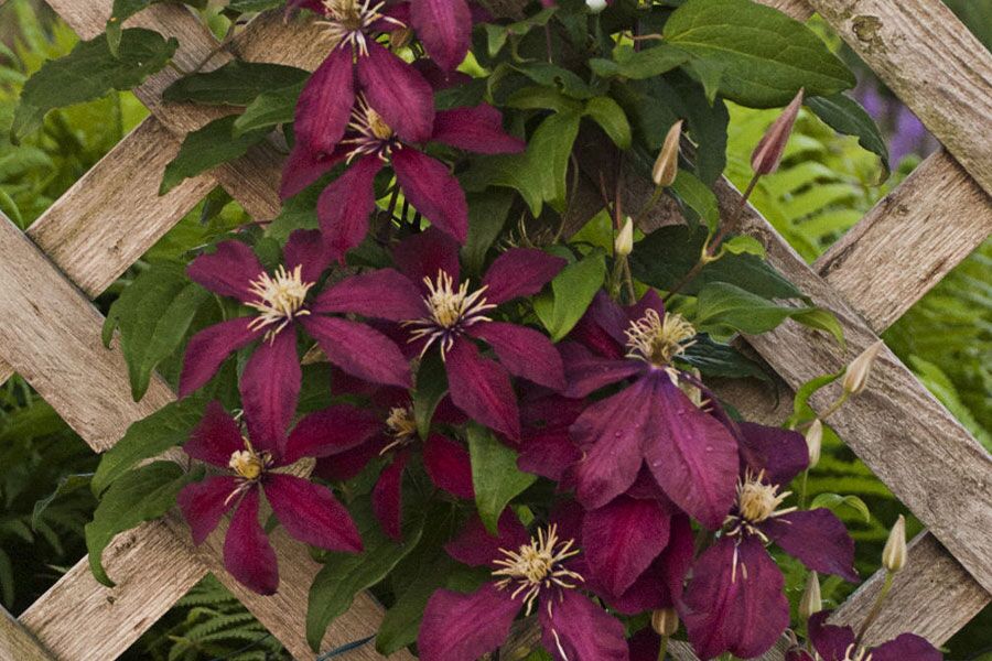 The Clematis family includes 380+ species with various native origins on nearly every continent. Here in Wisconsin, several cultivars perform well and…