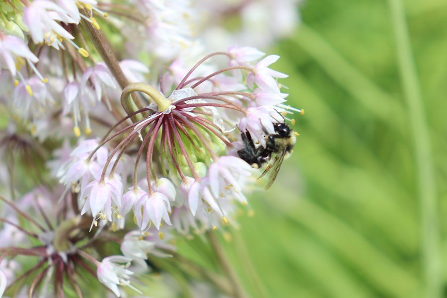 The ornamental onion (Allium) family includes a selection of European varieties and a Wisconsin native! They’re noted for their grass-like foliage and…