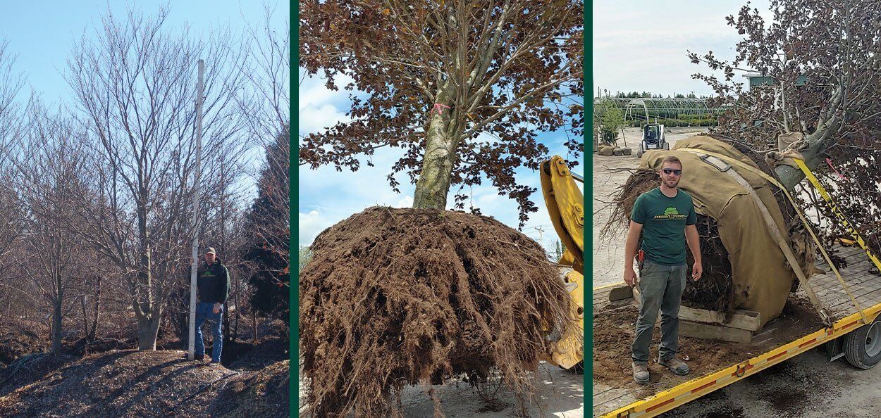 dragon tree plant care Dracaena Marginata Tricolor | Care Guide and Pro Tips - Delivery from  Toronto across Canada main image 0