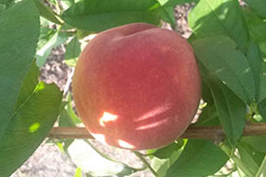 Controlling Peach Pests, Disease & Insect | Johnson's Nursery | KB