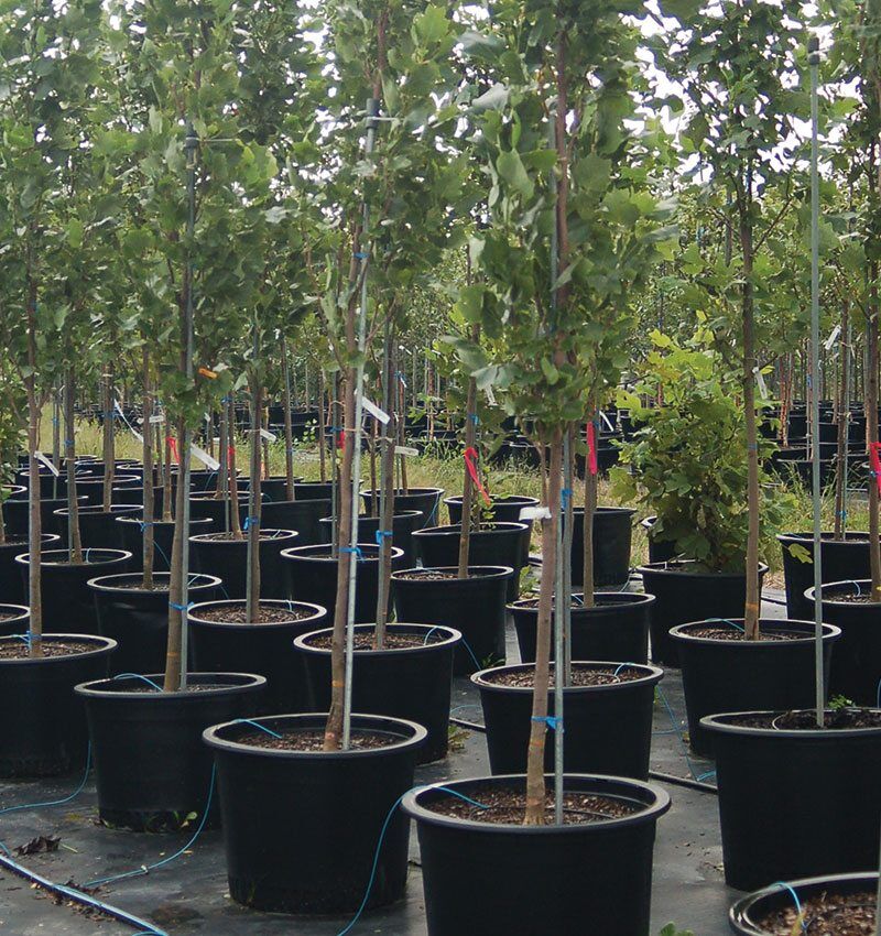 Planting Container Trees in Fall | Johnson's Nursery | KB