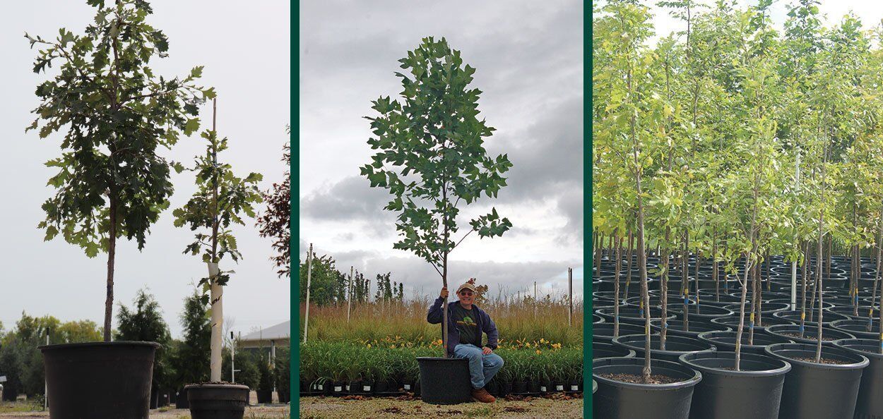 Planting Container Trees in Fall | Johnson's Nursery | KB