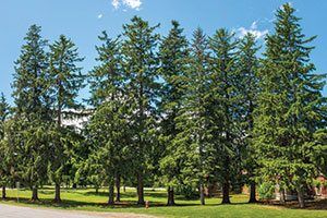 Norway Spruce | Johnson's Nursery | KB