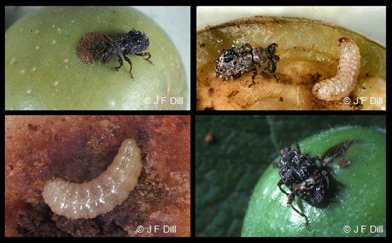 Controlling Peach Pests, Disease & Insect | Johnson's Nursery | KB
