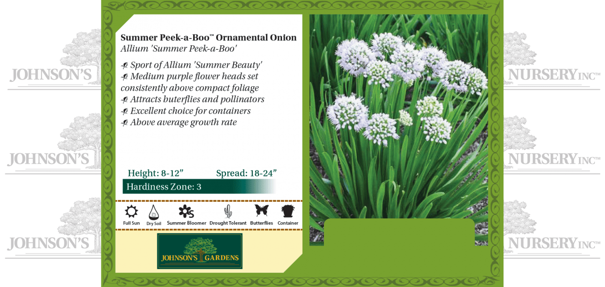 Summer Peek-a-Boo™ Ornamental Onion | Johnson's Nursery | KB