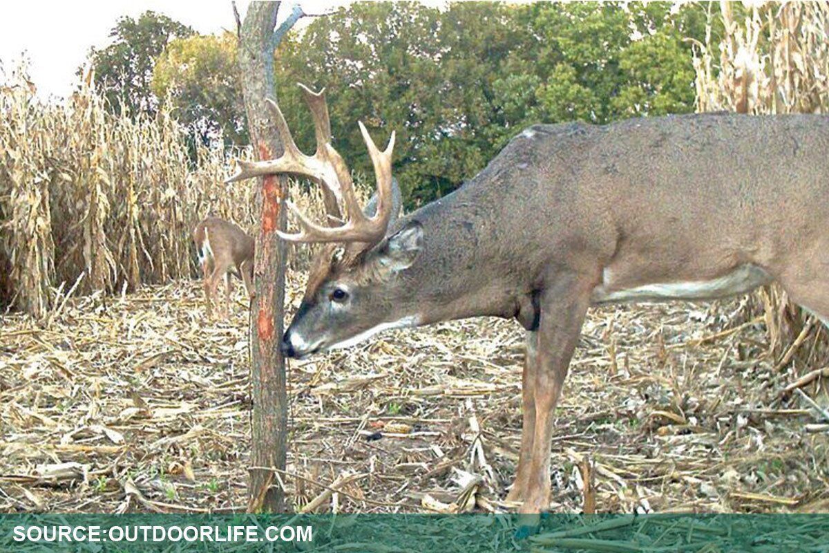 Deer Rooting Deer Protection, Buck Rub & Resistant Plants | Johnson's Nursery | KB