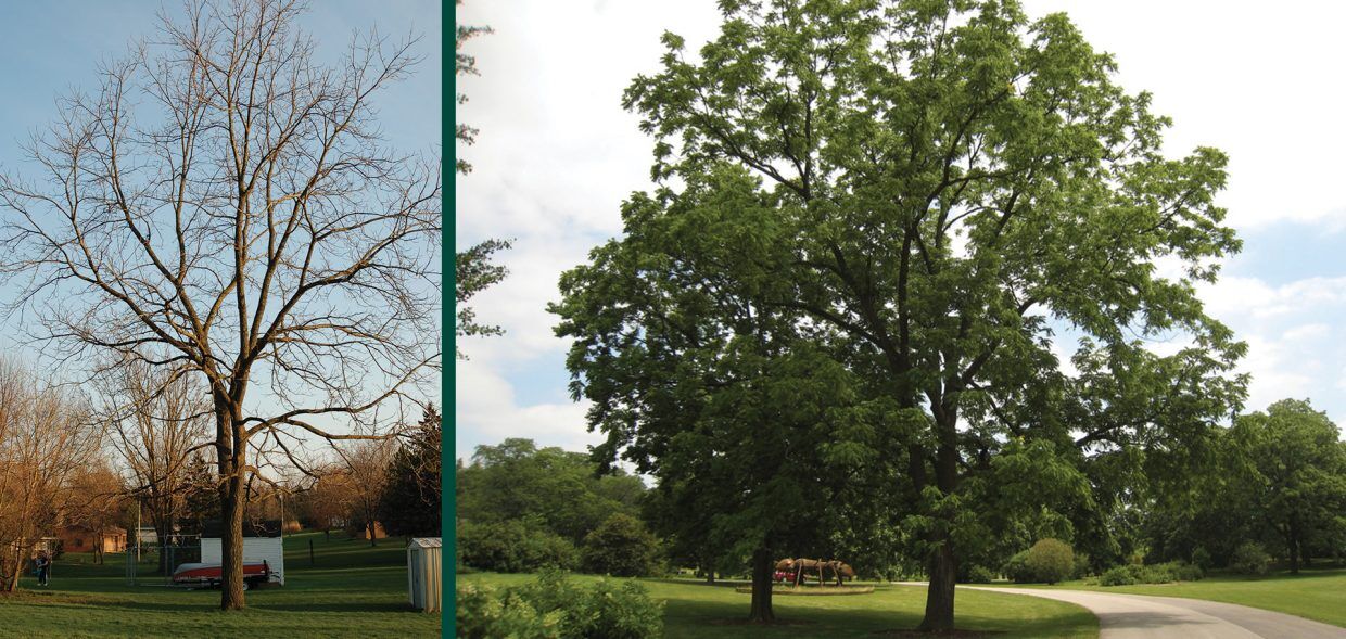 Black Walnut Toxicity | Johnson's Nursery | KB
