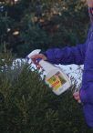 winterizing evergreens ftimg Just because winter is here, doesn’t mean ignoring the garden. The freezing process draws moisture out of a plant. The “polar vortices” of Wisconsin’s…