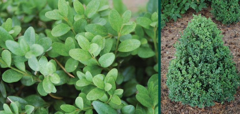 Green Mountain Boxwood | Johnson's Nursery | KB