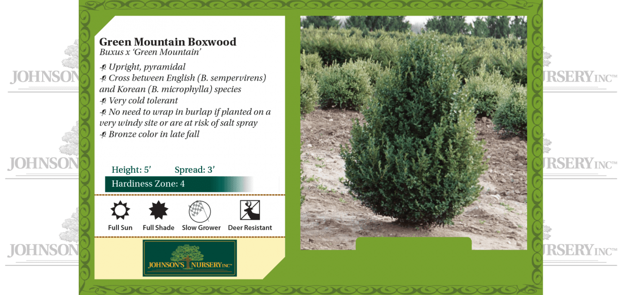 Green Mountain Boxwood | Johnson's Nursery | KB