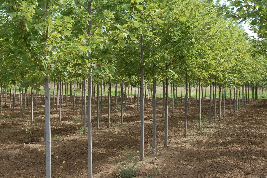 If you’ve ever been excited about a big project only to discover your initial vision and goals were diluted because your preferred plant material was …