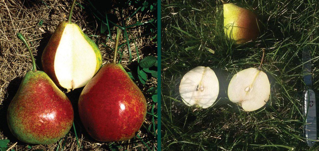 健康・医学 PEARS PEAR / PEAR / Köse Citrus Mersin Turkey, Fruit & Vegetable
