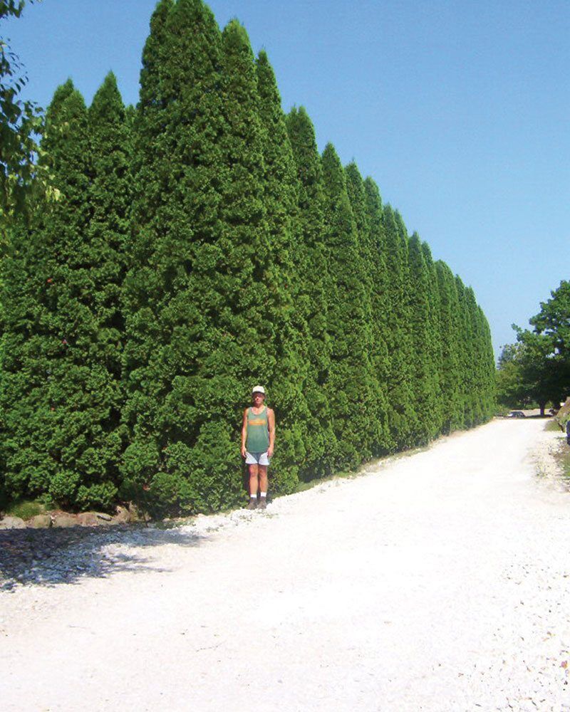 Plant Size & Investments | Johnson's Nursery | KB