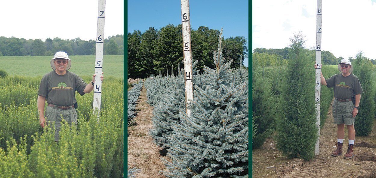 Understanding Nursery Stock Sizes | Johnson's Nursery | KB