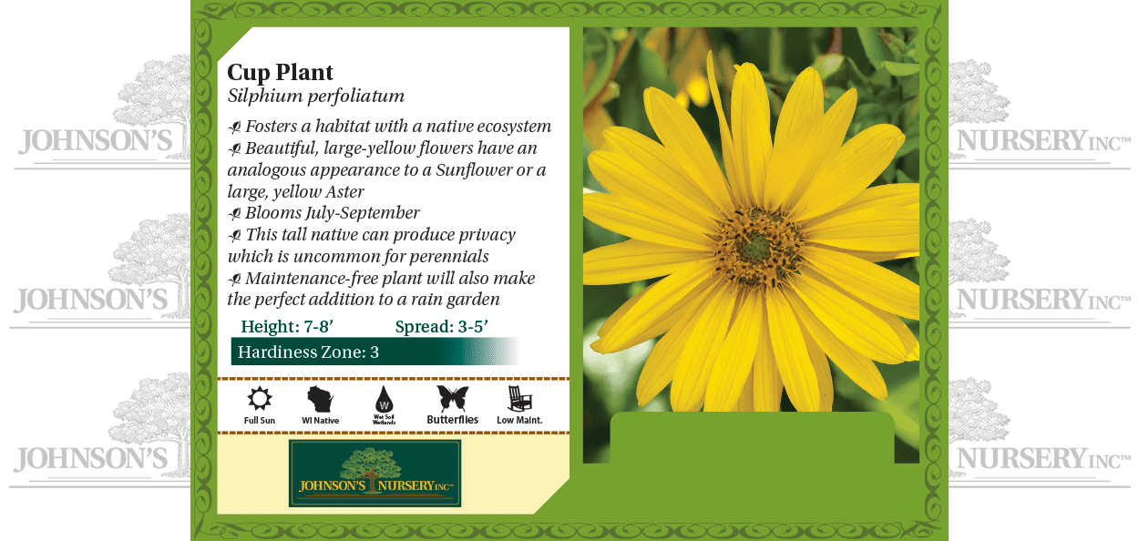 Cup Plant | Johnson's Nursery | KB