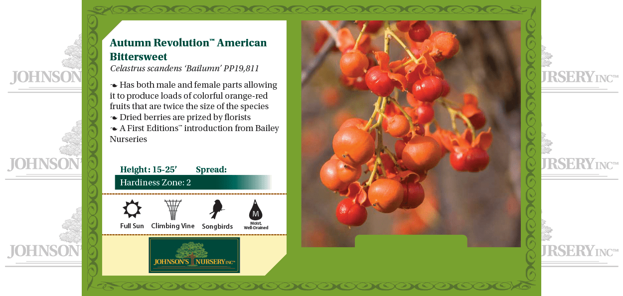 American Bittersweet | Johnson's Nursery | KB