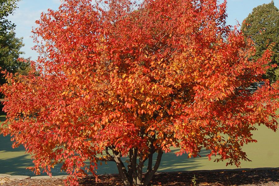 Johnson’s Nursery is proud to have numerous nationally recognized plants that originated in our fields. You may be familiar with trees and shrubs tout…