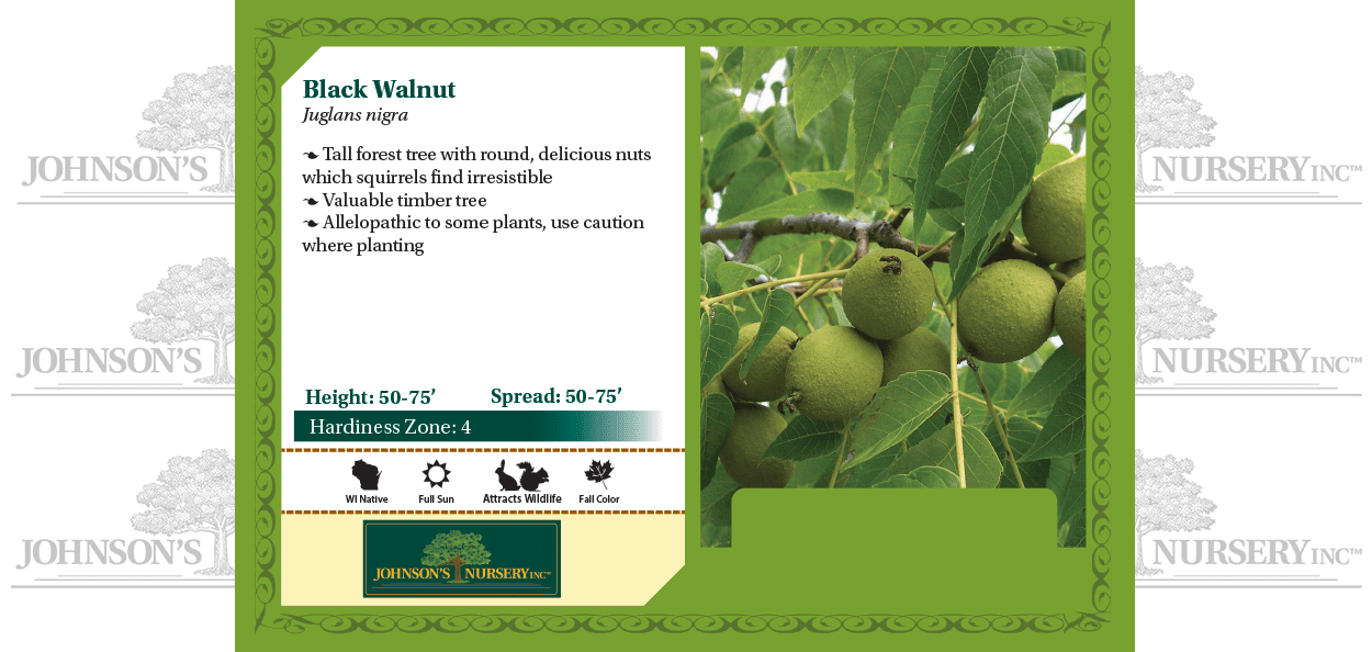 Black Walnut is a large deciduous tree native to Eastern North America that produces edible nuts in the fall. The nuts are a valuable food source for …