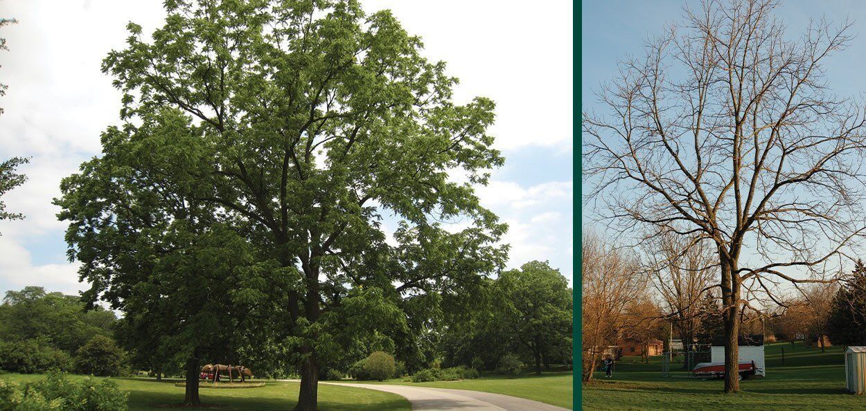 Black Walnut is a large deciduous tree native to Eastern North America that produces edible nuts in the fall. The nuts are a valuable food source for …