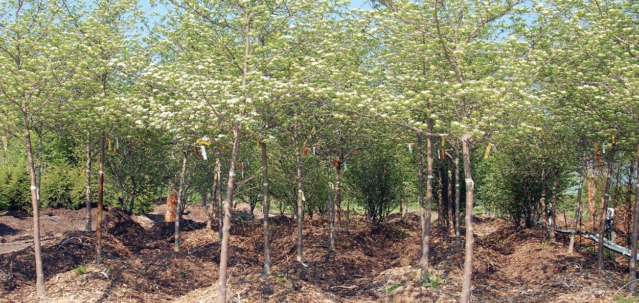 Cockspur Hawthorn | Johnson's Nursery | KB