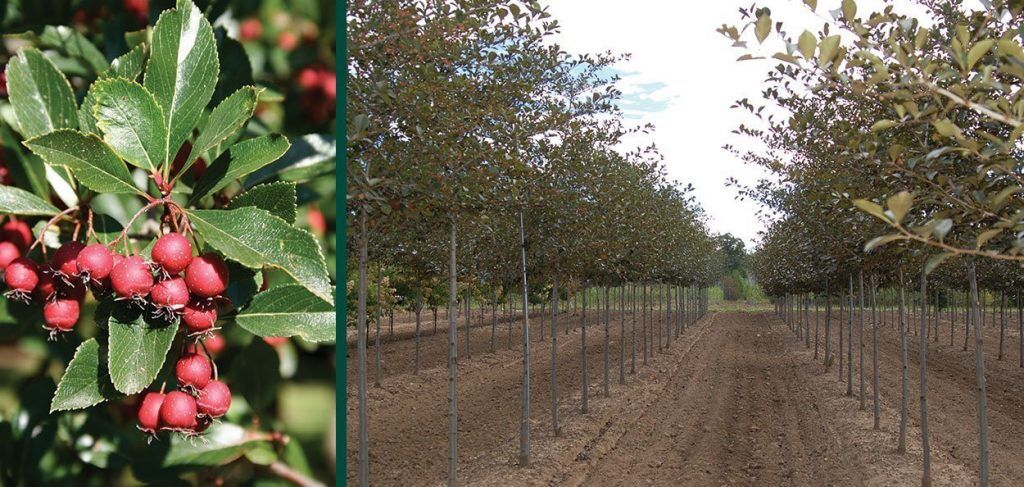 Cockspur Hawthorn | Johnson's Nursery | KB