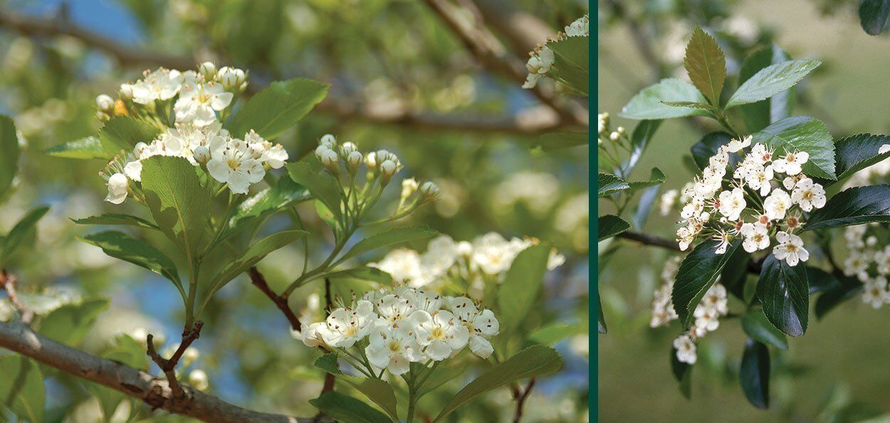 Cockspur Hawthorn | Johnson's Nursery | KB