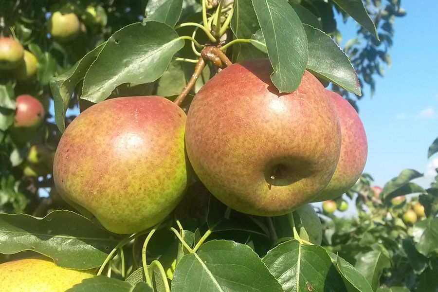 Fruit trees are a large part of our inventory, but they bring in more questions than any other category of plant. Our sales staff teamed up with our i…