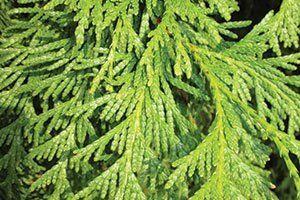 Northern White Cedar | Johnson's Nursery | KB
