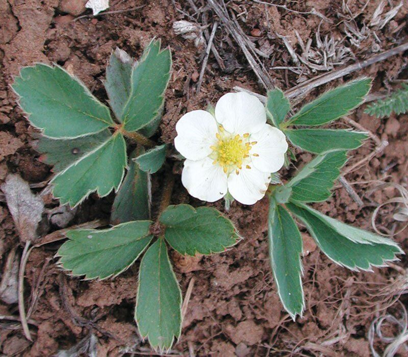 Wild Strawberry | Johnson's Nursery | KB