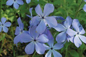 A native inhabitant of Wisconsin's dapple-shaded woods and forests, Woodland Phlox is a shorter forb that can brighten up any understory. In mid to la…