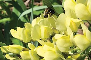 Cream Wild Indigo is a prairie species native to the central U.S. from Texas to Wisconsin. Showy racemes up to nine inches long are loaded with creamy…
