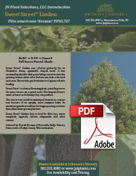 Sweet Street™ Linden is a wonderful narrow selection to add to a street planting or restricted planting site. The dark glossy leaves contrast with the …
