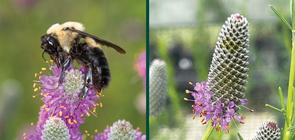 Purple Prairie Clover | Johnson's Nursery | KB