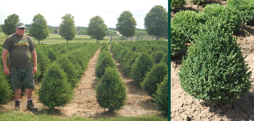 Green Mountain Boxwood | Johnson's Nursery | KB