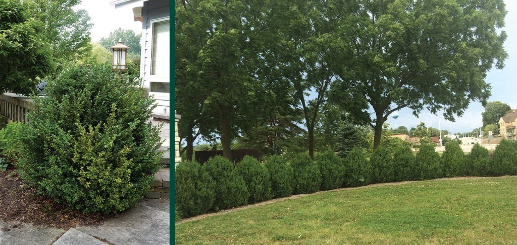 Green Mountain Boxwood | Johnson's Nursery | KB