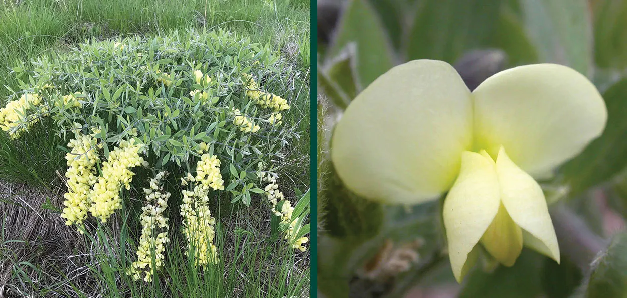 Cream Wild Indigo | Johnson's Nursery | KB