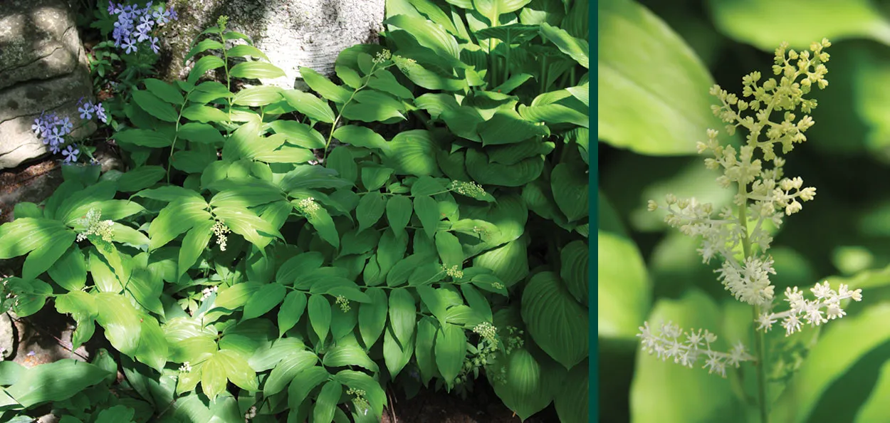 False Solomon's Seal | Johnson's Nursery | KB