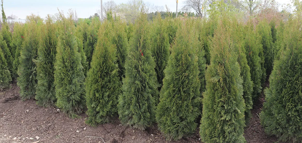 Emerald Arborvitae | Johnson's Nursery | KB