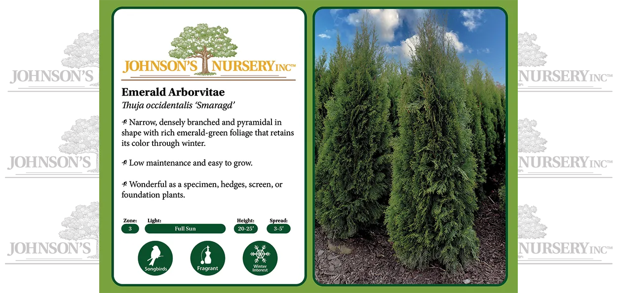 Emerald Arborvitae | Johnson's Nursery | KB
