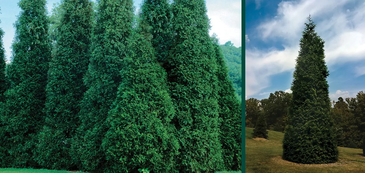 Green Giant Western Arborvitae | Johnson's Nursery | KB