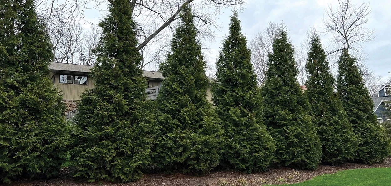 Green Giant Western Arborvitae | Johnson's Nursery | KB