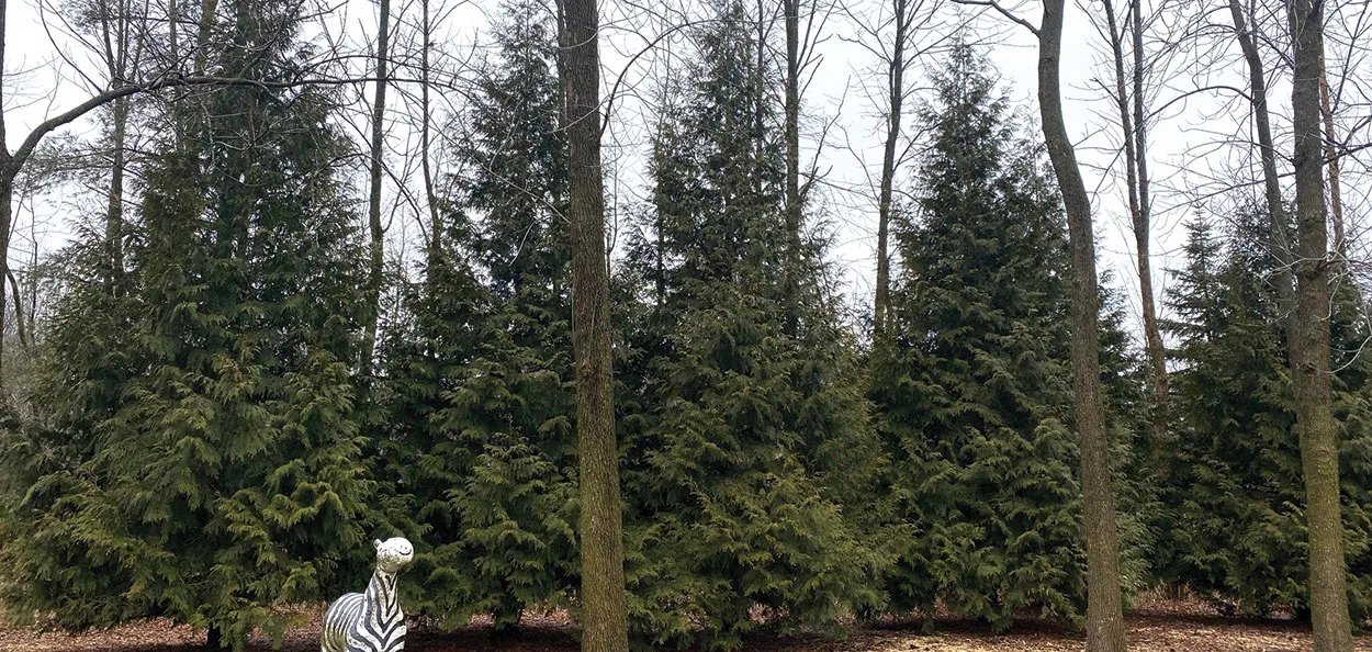 thuja occ mr bowling ball Arborvitae, Eastern Globe 'Mr. Bowling Ball' (Thuja) – Passiglia Landscape,  Nursery & Garden Center