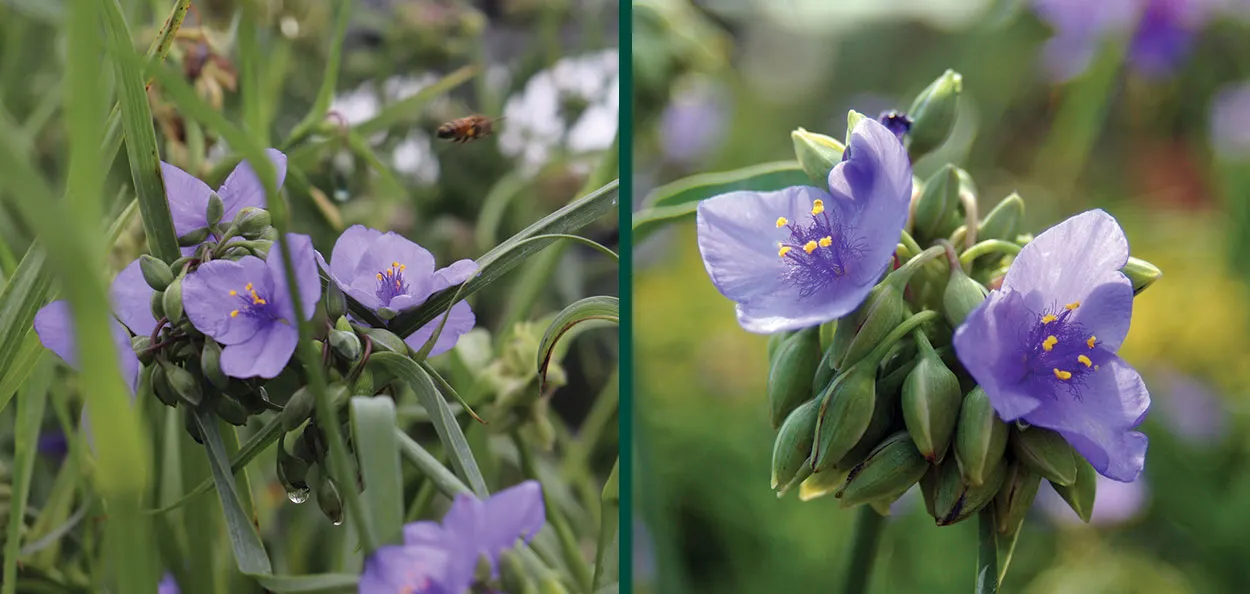 Common Spiderwort | Johnson's Nursery | KB