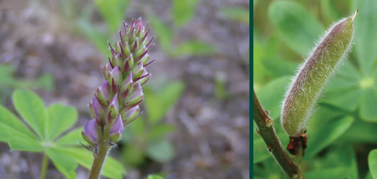 Blue Lupine (Lupinus Perennis) Growing Wild In Alaska Stock Photo - Foto 9