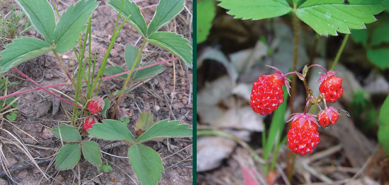 WILD STRAWBERRY DIR EN GREY shinya クロス WILD STRAWBERRY DIR EN GREY shinya クロス