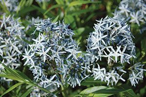 Willowleaf Amsonia | Johnson's Nursery | KB