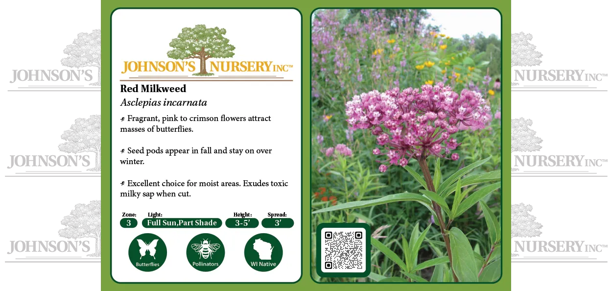 Red Milkweed is a fast-growing, wet soil-loving, Wisconsin native perennial with beautiful deep pink flowers that attract many insects. The Monarch Bu…
